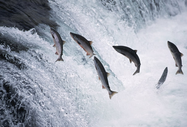 [Imagen: alaska-salmon-jumping.jpg?w=640]